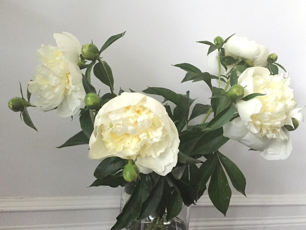 白い芍薬の花束の写真